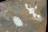 Unidentified Fossil Seed From North Dakota - Paleocene #97927-1